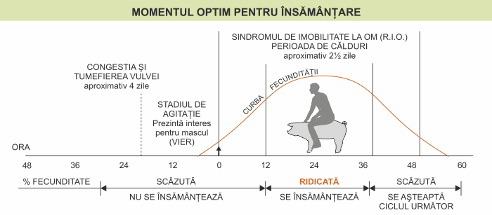 Momentul optim pentru însămânţare la scroafă