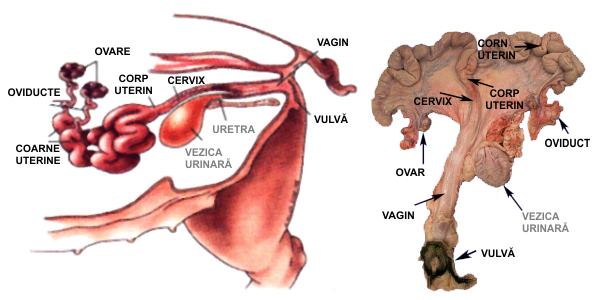 Aparatul genital la scroafă