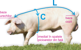 Lungimea si circumferinta porcului