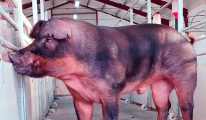 Vier rasa Duroc